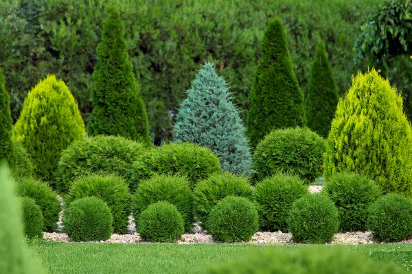 Cost of Bush Shaping Service in Longwood