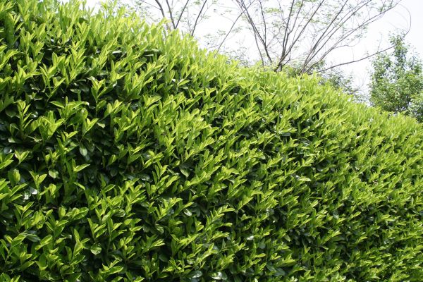 Cost of Laurel Removal in Longwood