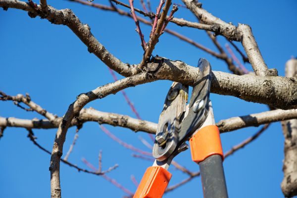 Cost of Pruning Service in Longwood