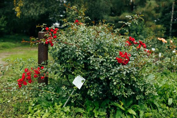 Cost of Rose Bush Removal in Longwood