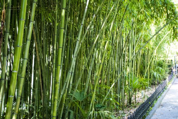 Cost of Bamboo Root Removal in Longwood