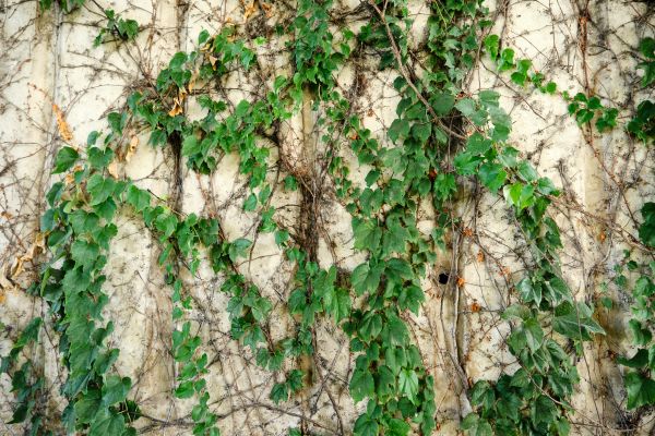 Cost of Vine Removal Service in Longwood