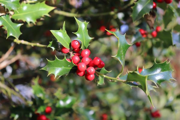 Holly Tree Trimming in Longwood