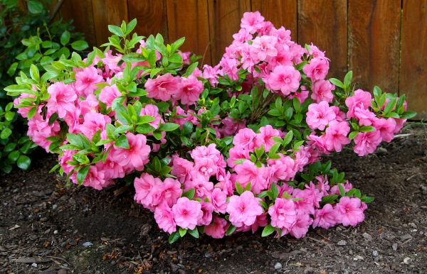 Cost of Azaleas Removal in Longwood