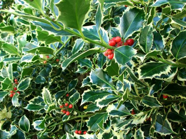 Holly Bushes Trimming in Longwood