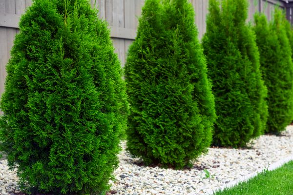 Cost of Arborvitae Removal in Longwood