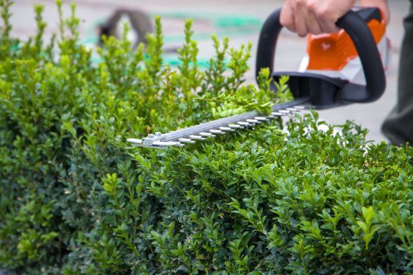 Cost of Evergreen Hedge Trimming in Longwood