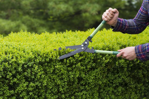 Cost of Evergreen Shrub Pruning in Longwood