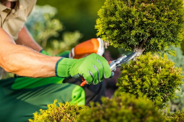 Landscape Pruning Service