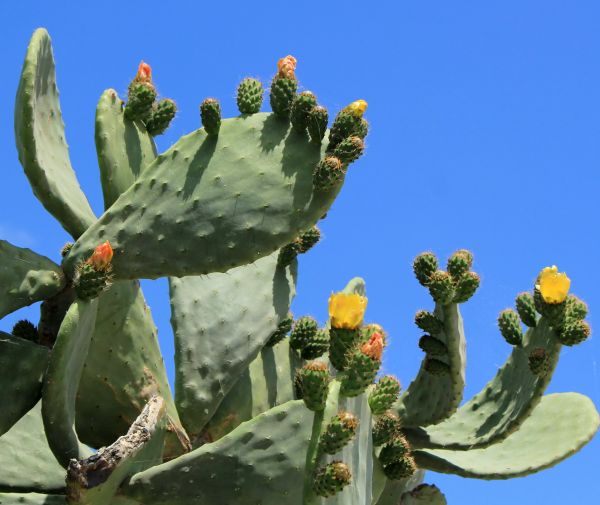 Cost of Cactus Removal in Longwood