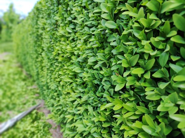 Cost of Boxwood Pruning in Longwood