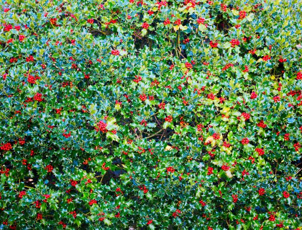 Cost of Holly Bush Removal in Longwood