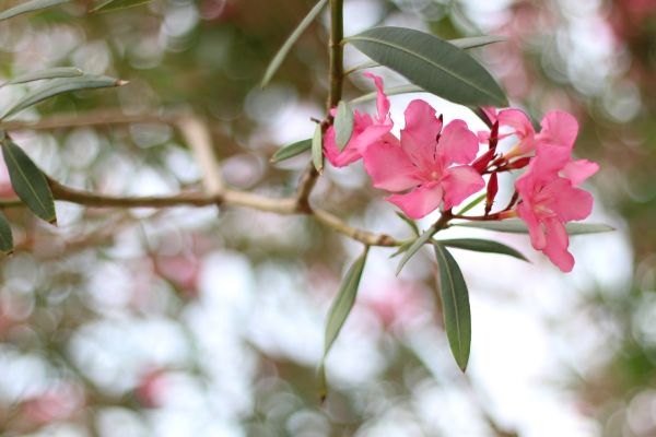 Cost of Oleander Removal in Longwood