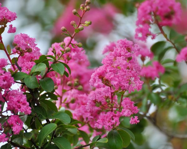 Cost of Crepe Myrtle Removal in Longwood