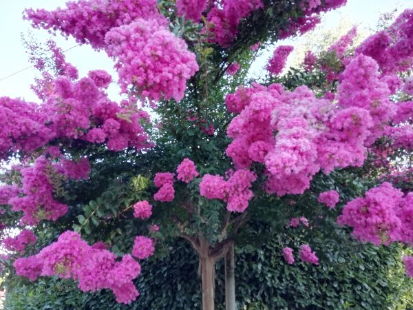 Crape Myrtle Pruning in Longwood