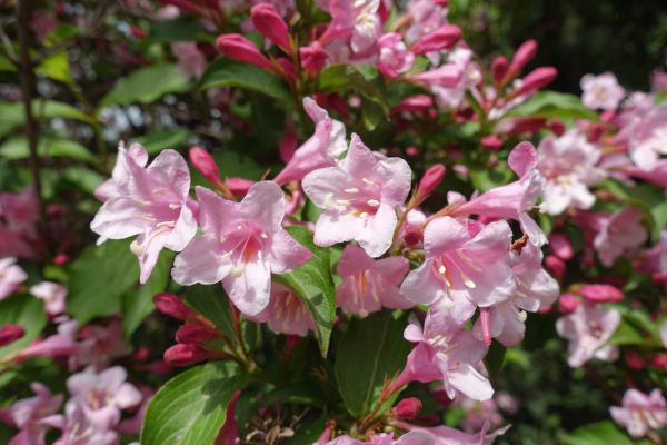 Cost of Weigela Pruning Service in Longwood
