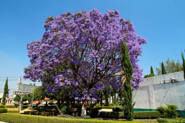 Cost of Jacaranda Pruning in Longwood