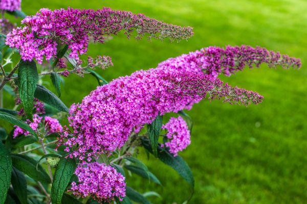 Cost of Butterfly Bush Removal in Longwood