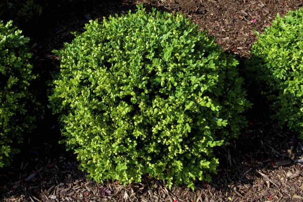 Cost of Boxwood Removal in Longwood