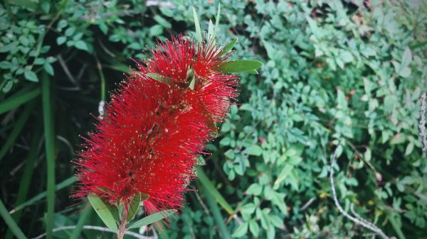 Cost of Bottlebrush Pruning in Longwood