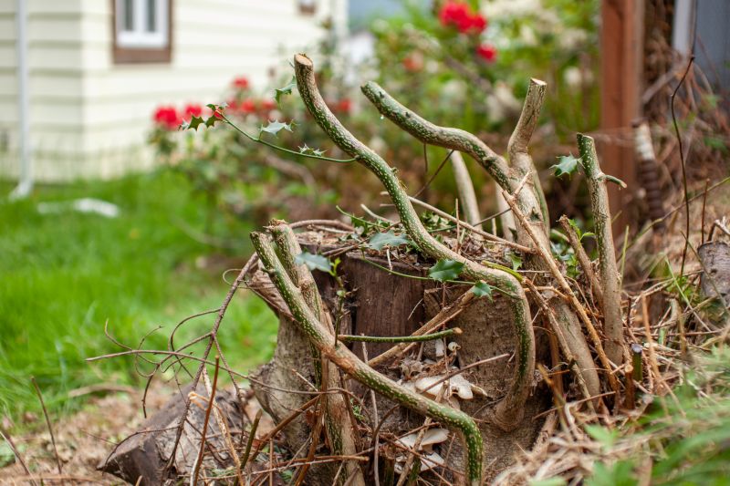 Garden Plant Removal