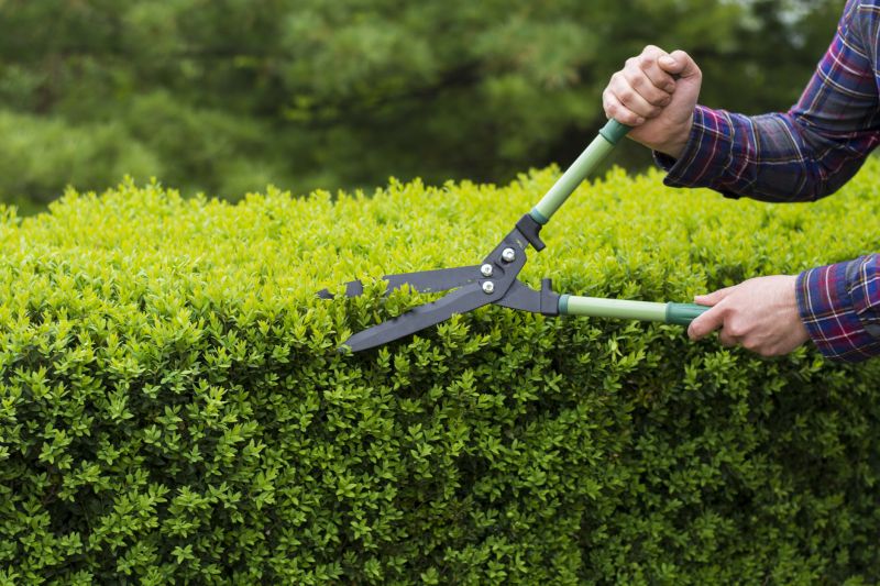 Healthy Shrubs After Pruning
